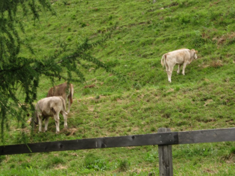 Rinder auf der Weide