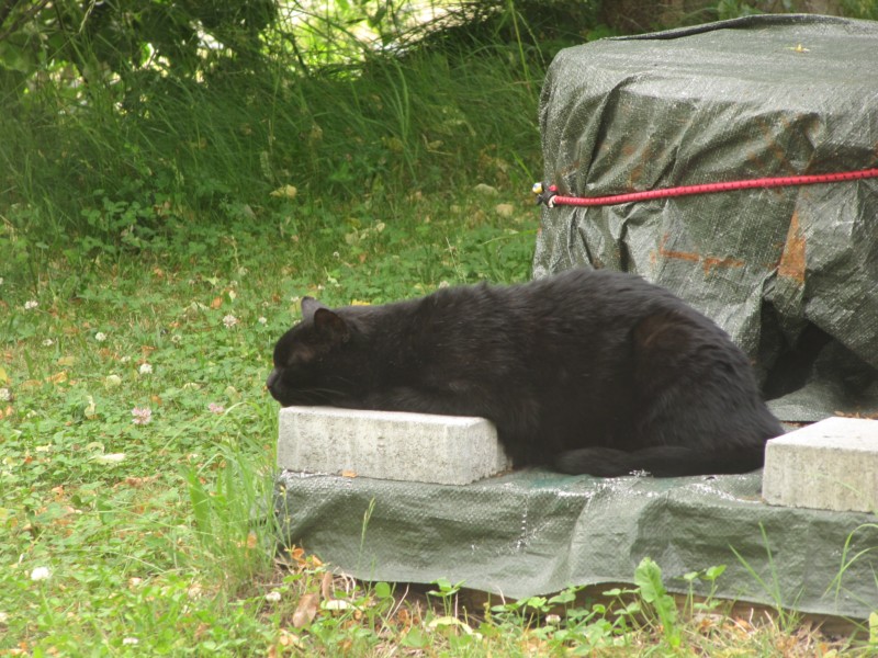 Kater ist erledigt