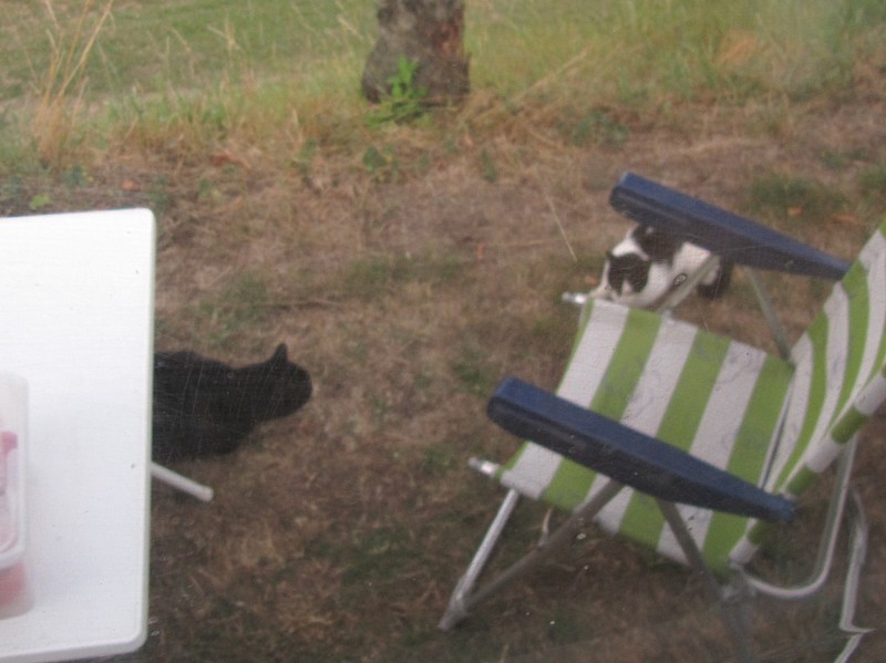 Campingplatz-Katze und Bernstein