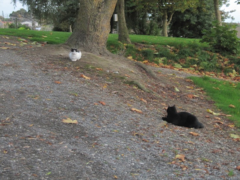 Campingplatz Houblonnieres 4