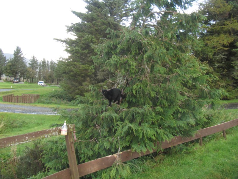 Bernstein im Baum