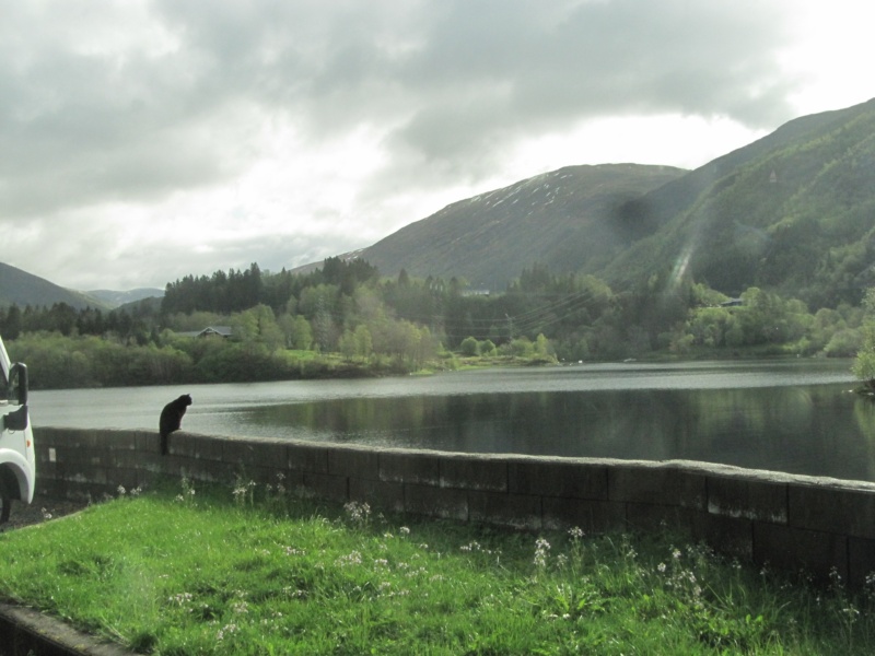 Kater bei Sonne am See