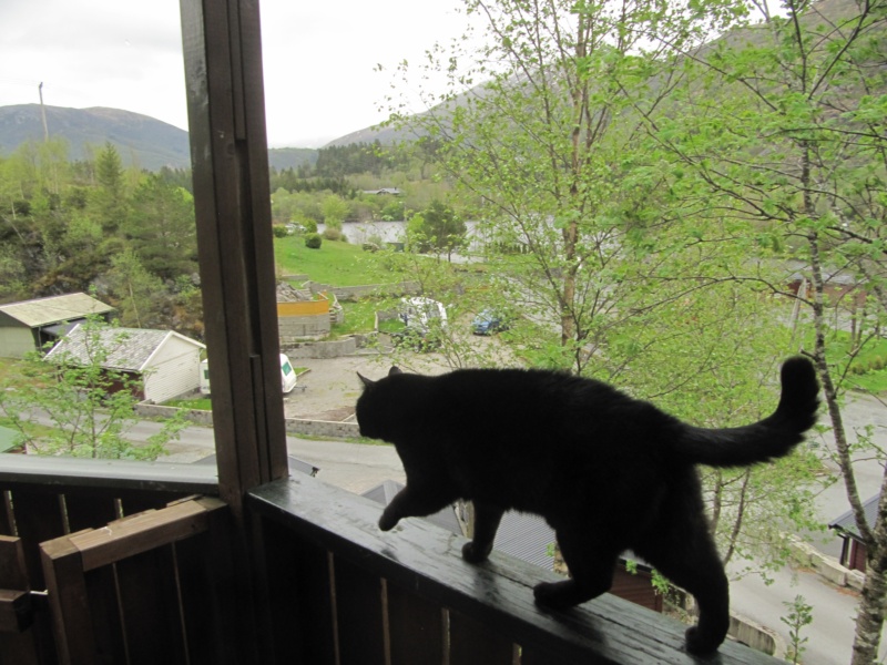 Kater hoch über dem Campingplatz