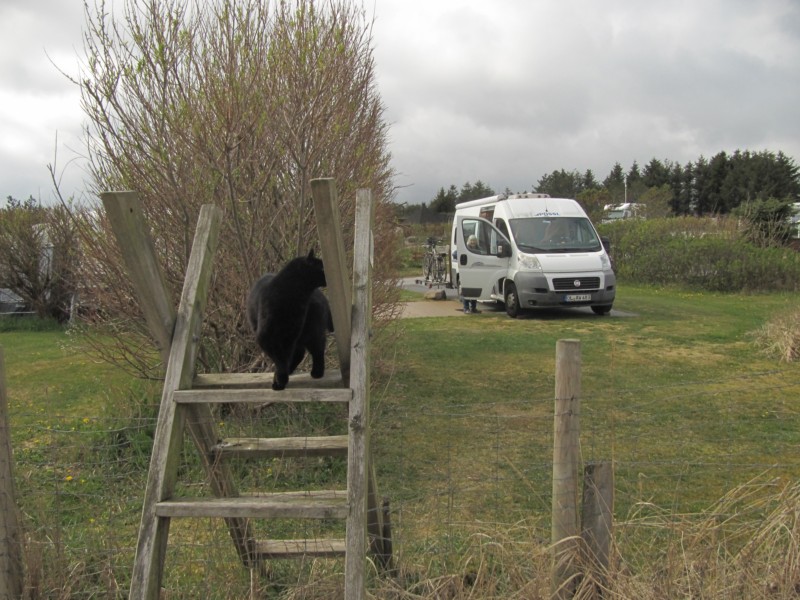 Bilder vom Campingplatz Brusand 3