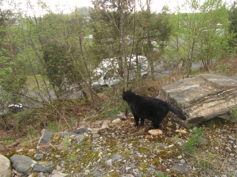 Bilder vom Campingplatz Bruvoll 5