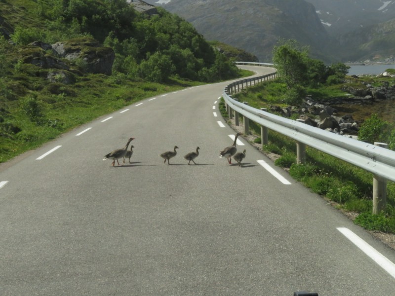 Enten auf der Straße