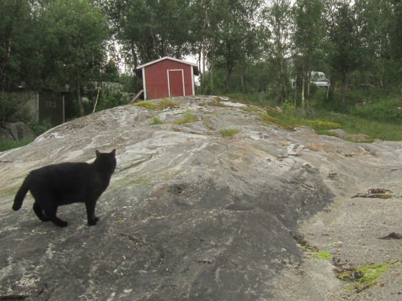 Bilder vom Campingplatz Kjellingstraumen 1