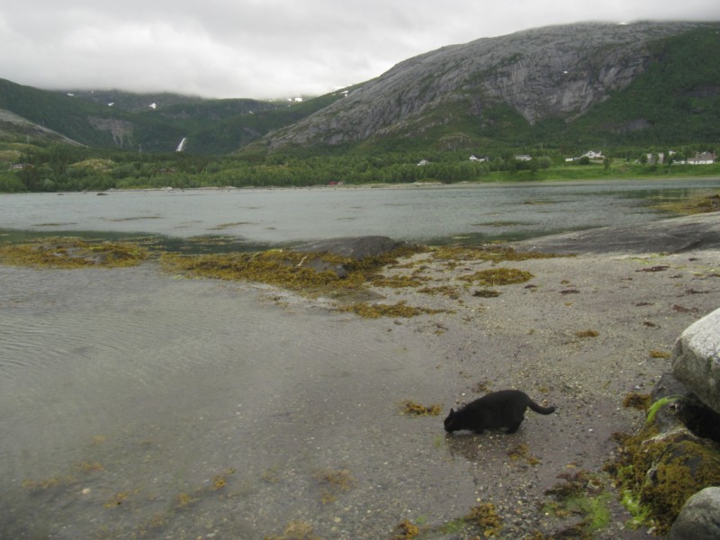 Bilder vom Campingplatz Kjellingstraumen 1