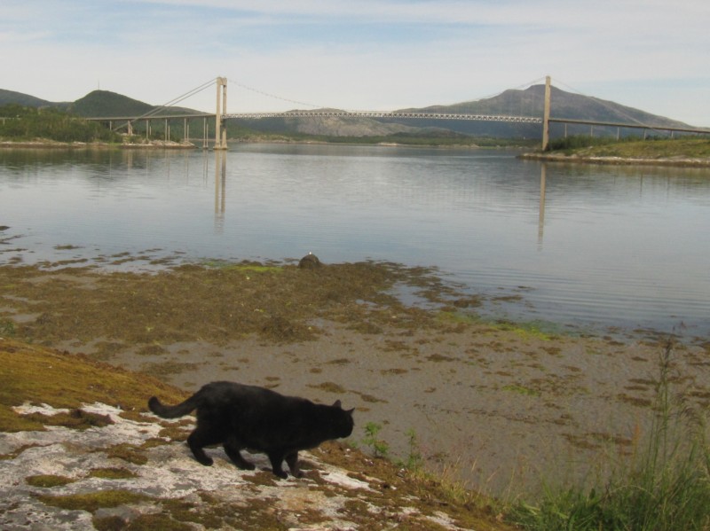 Bilder vom Campingplatz Kjellingstraumen 18