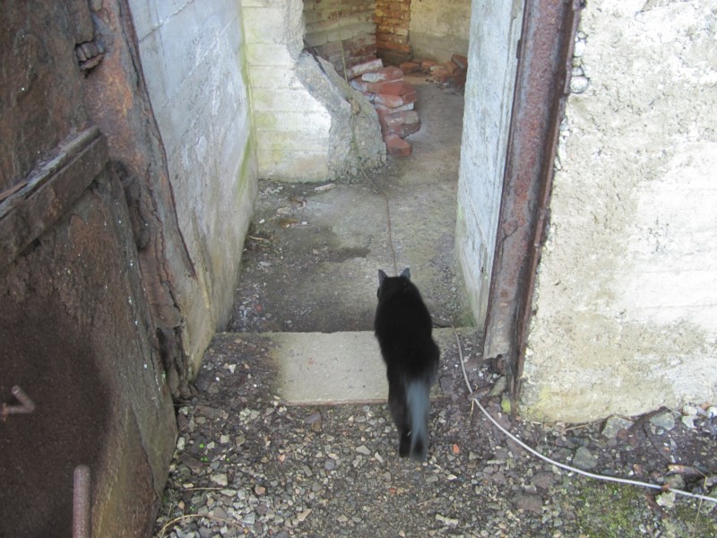 Bernstein im Bunker 1