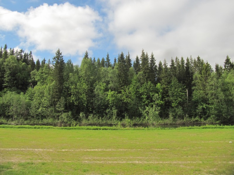 Waldrand am Campingplatz