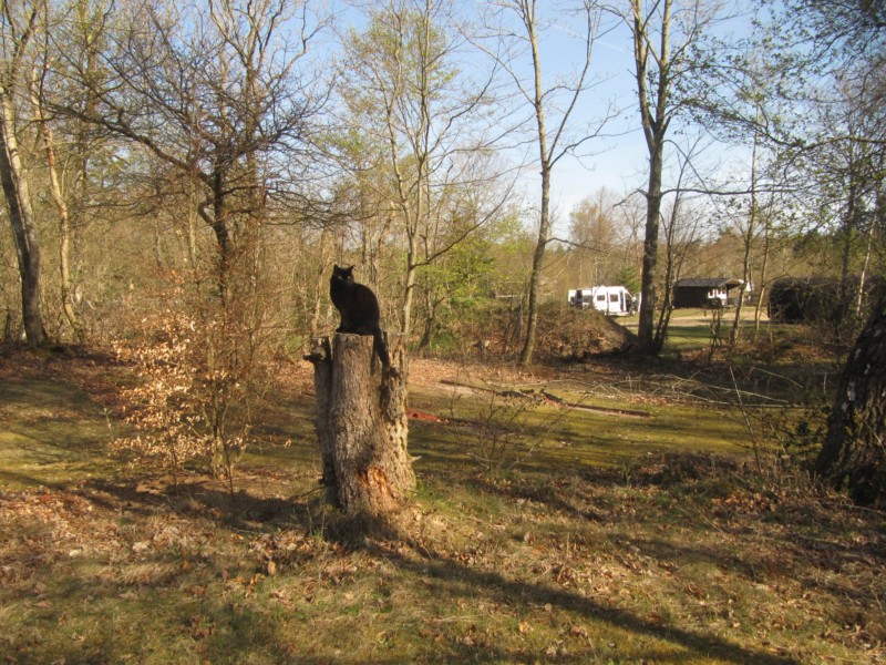 Auf dem Campingplatz Ringköbing 8