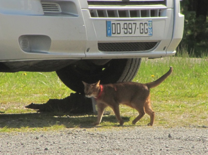 BIlder vom Campingplatz Rognan 5