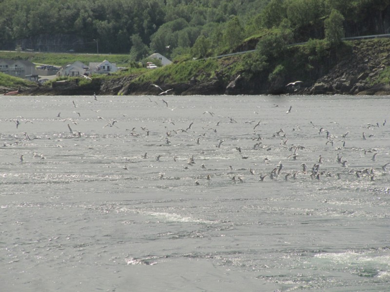 Bilder vom Saltstraumen 10