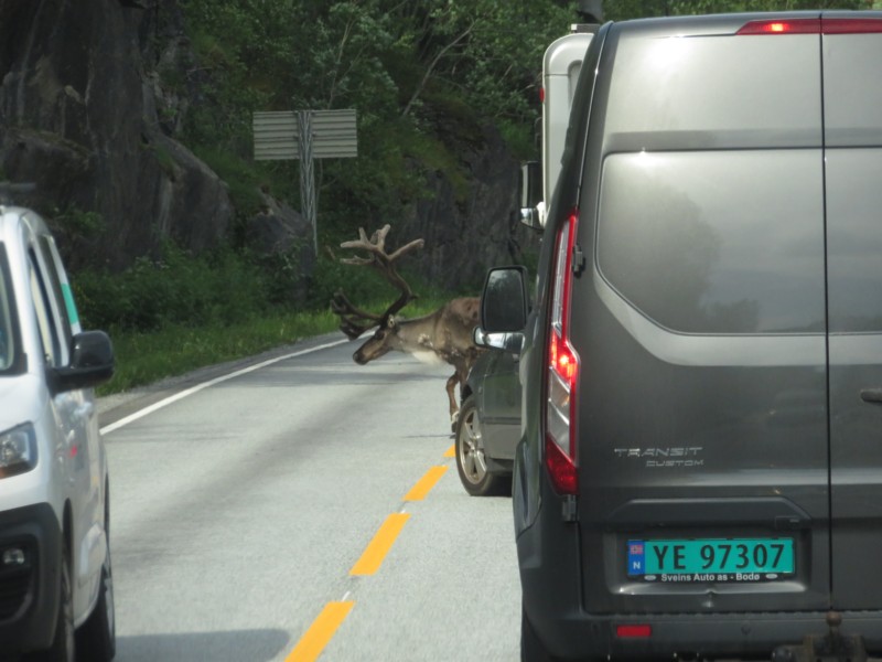 Ein Elch blockiert den Verkehr 1