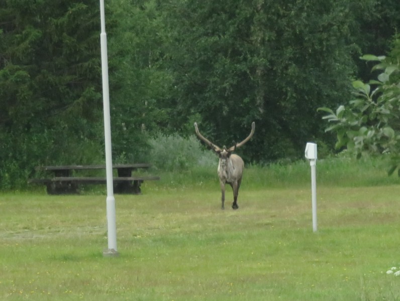 Bilder vom Campingplatz Vojman 4