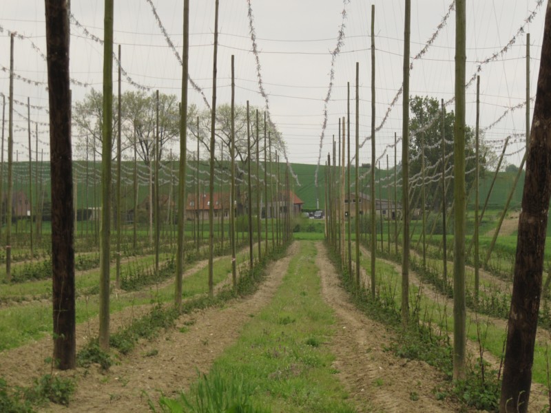 Hopfen Anfang Mai