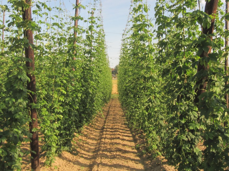 Hopfen Ende Juni