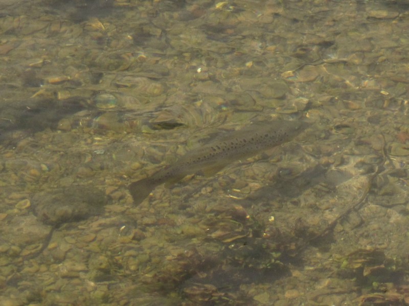 Bilder aus dem Dorf Bibury 17