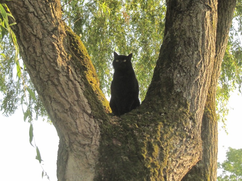 Bernstein auf dem Baum