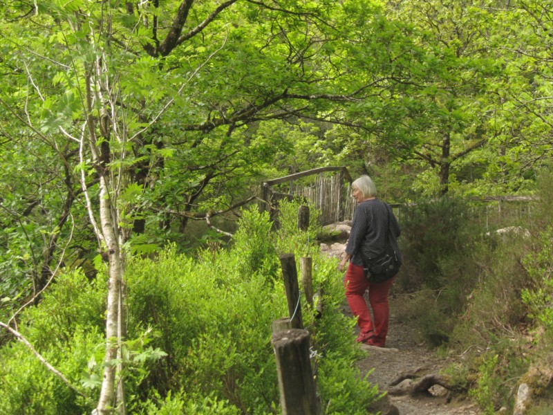 Conwy Falls 4