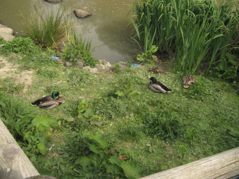 Conwy Water Gardens 3