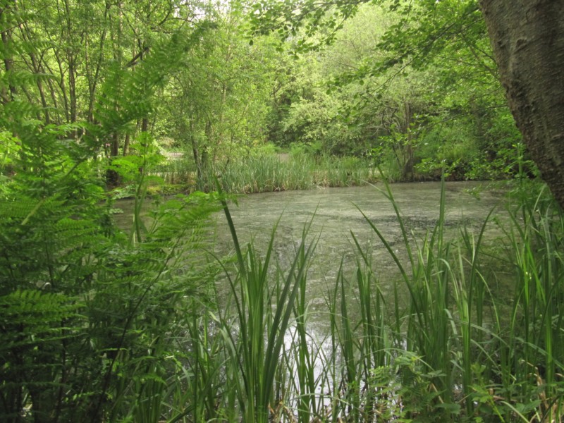 Conwy Water Gardens 7