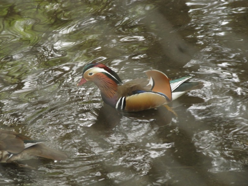 Conwy Water Gardens 8