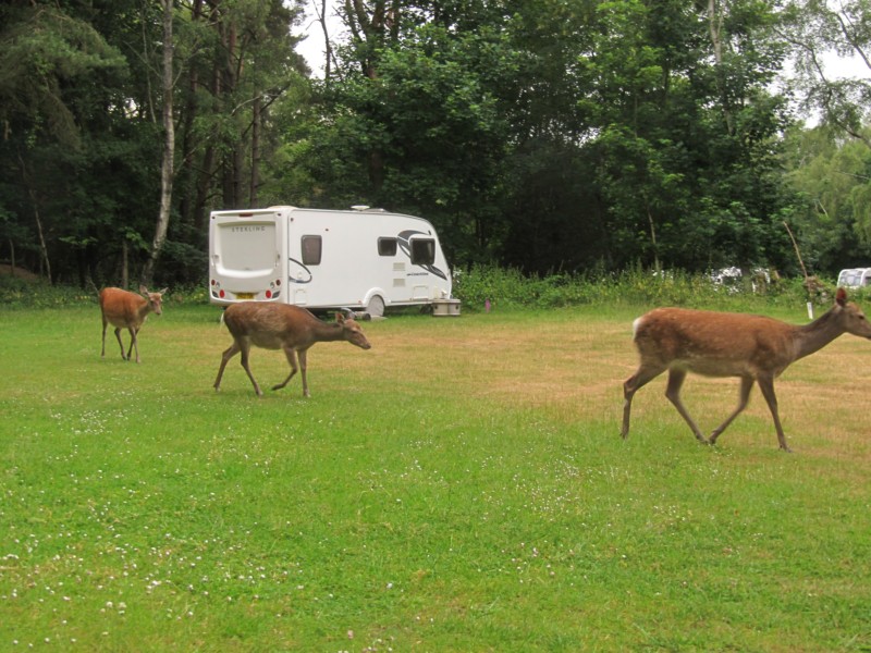 Bilder vom Campingplatz Crossways 4