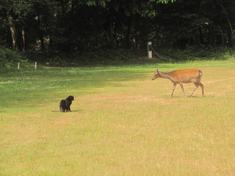 Bilder vom Campingplatz Crossways 9