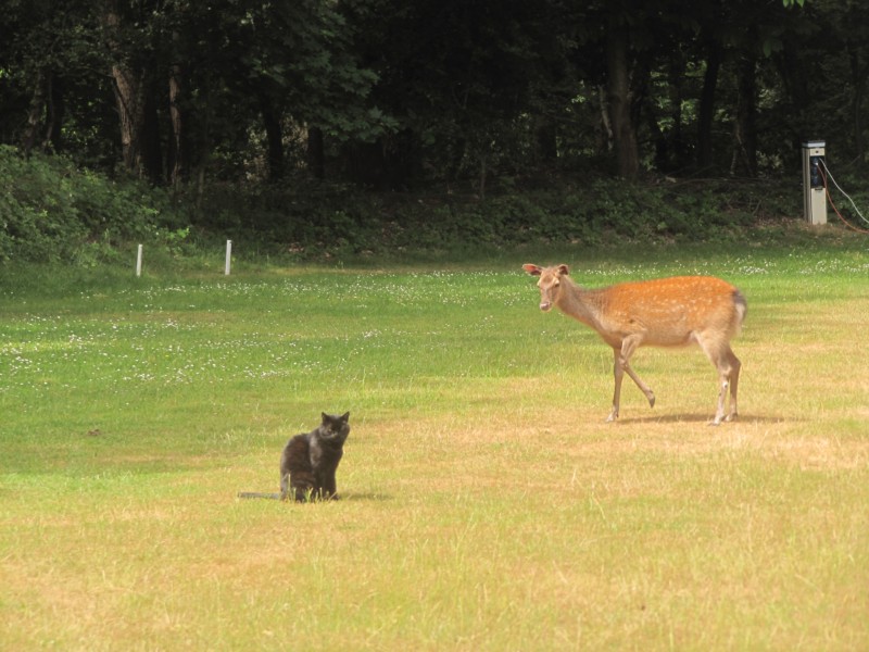 Bilder vom Campingplatz Crossways 10