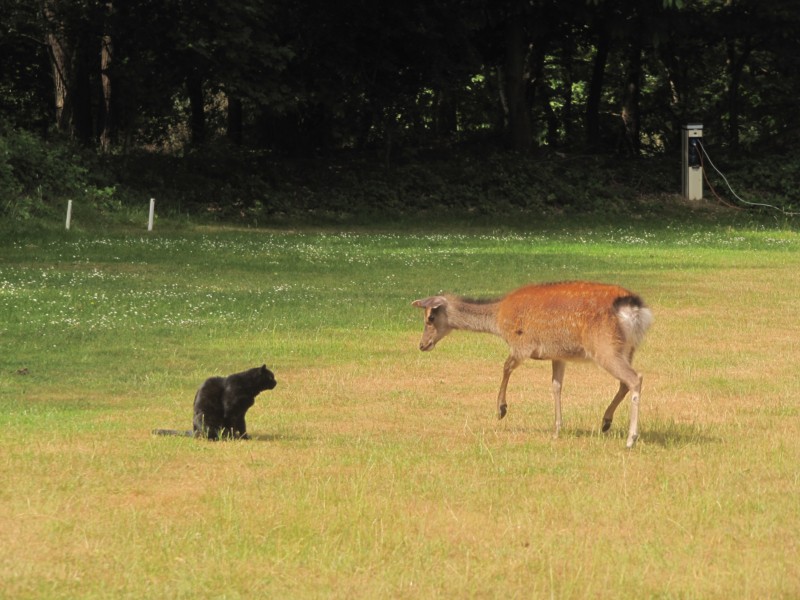 Bilder vom Campingplatz Crossways 11