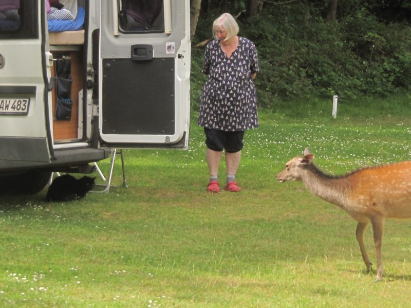 Bilder vom Campingplatz Crossways 12