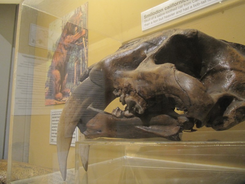 Dinosauriermuseum Dorchester 6