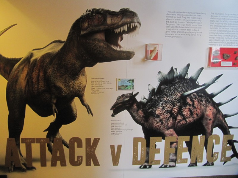 Dinosauriermuseum Dorchester 7