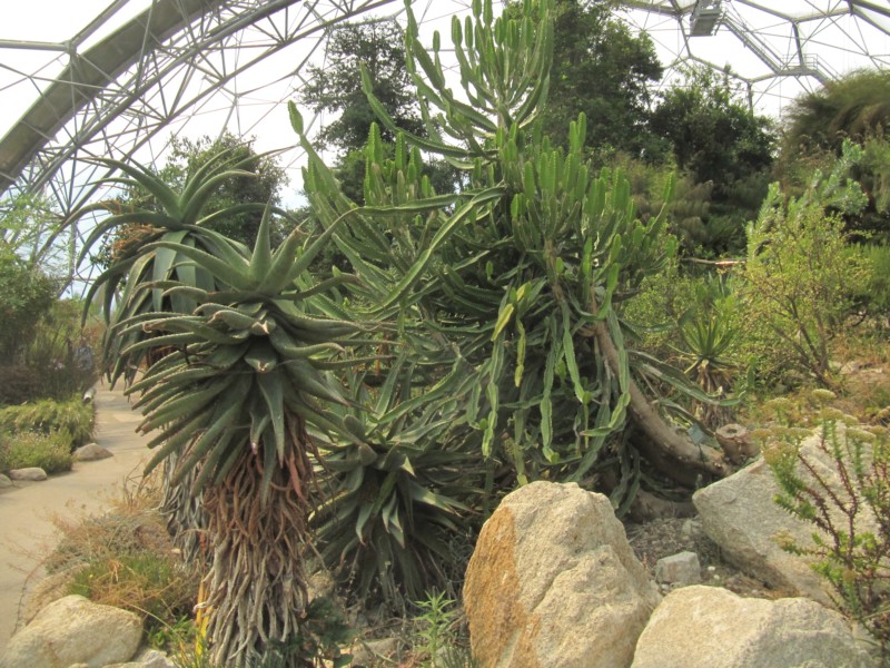 Eden Project Mittelmeer 10