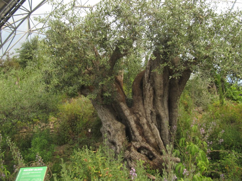 Eden Project Mittelmeer 15