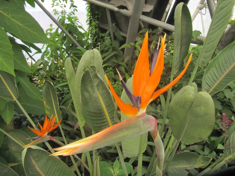 Eden Project Mittelmeer 17