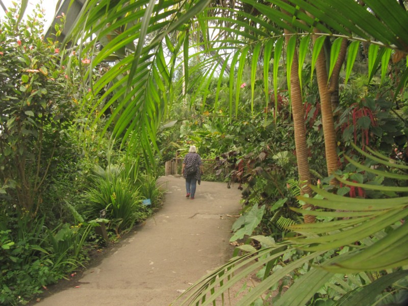 Eden Project Regenwald 5