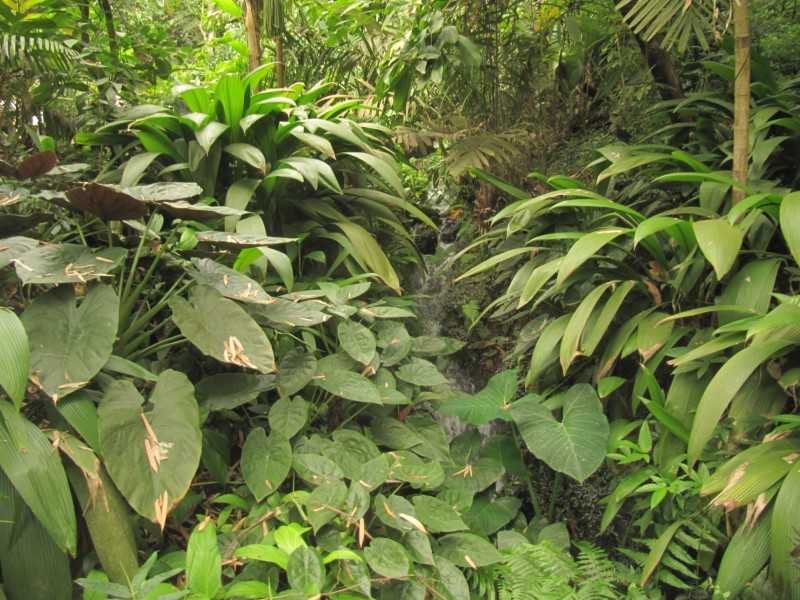 Eden Project Regenwald 8