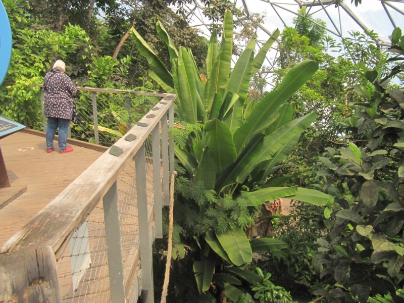 Eden Project Regenwald 16