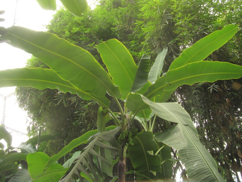 Eden Project Regenwald 21