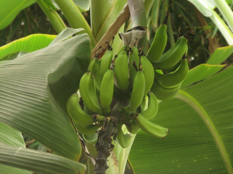 Eden Project Regenwald 22