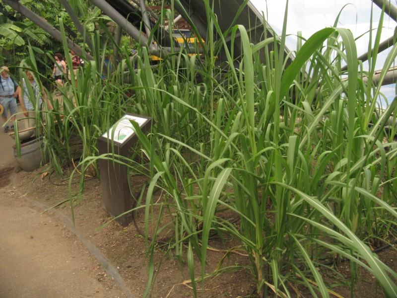 Eden Project Regenwald 24