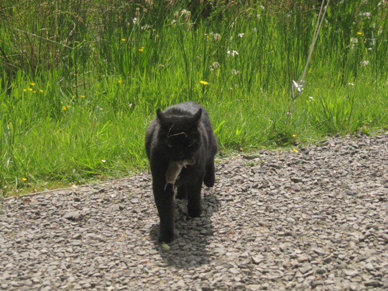 Bilder vom Campingplatz Gwern-y-Bwlch 2