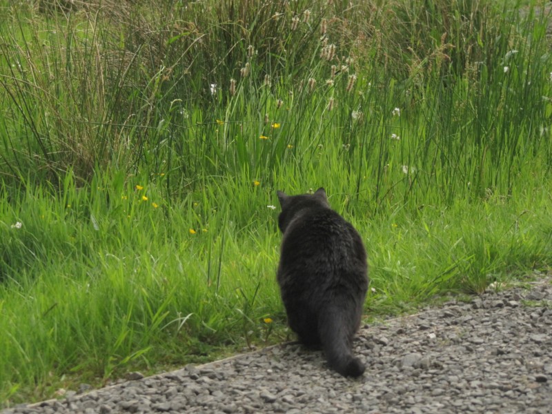 Bilder vom Platz Gwern-y-Bwlch 13