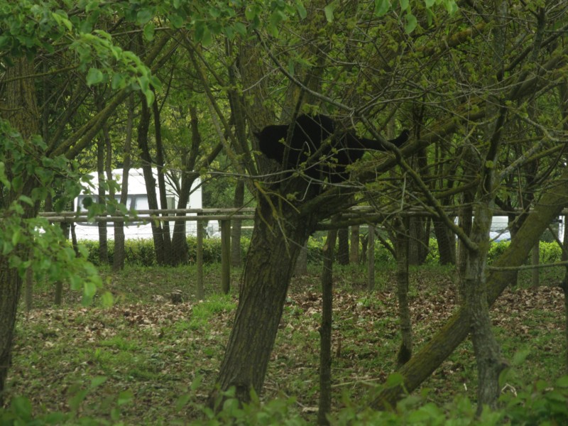 Bernstein auf dem Baum