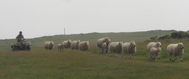 Besuch Insel Lundy 36