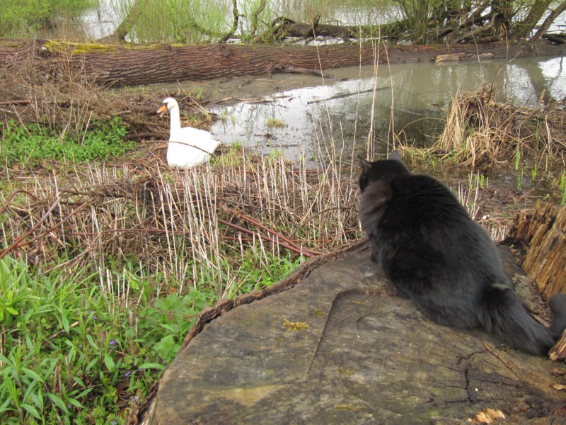 Bernstein und Schwan