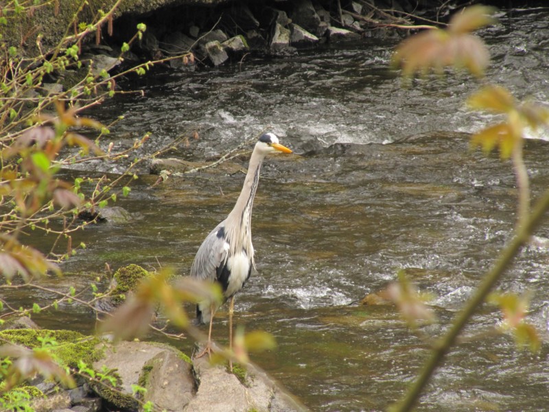 Fischreiher im Perlenbach